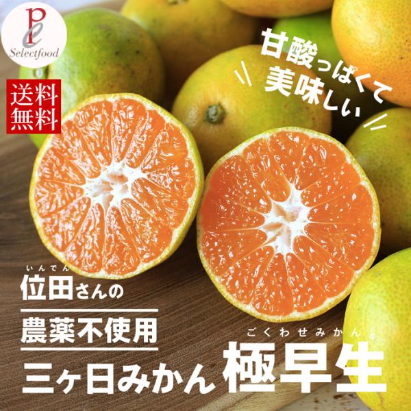 極早生みかん 農薬不使用 みかん 静岡三ケ日みかん 極早生みかん 4kg 送料無料 mikan 蜜柑...