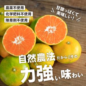 極早生みかん 農薬不使用 みかん 静岡三ケ日み...の詳細画像2