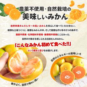 みかん 5kg 農薬不使用 静岡三ケ日みかん ...の詳細画像3