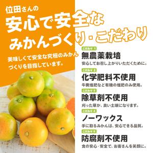 極早生みかん 農薬不使用 みかん 静岡三ケ日み...の詳細画像4