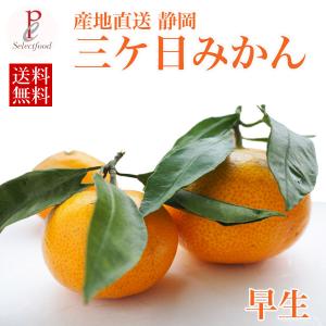みかん 早生 三ケ日みかん 早生5kg 送料無料の詳細画像3