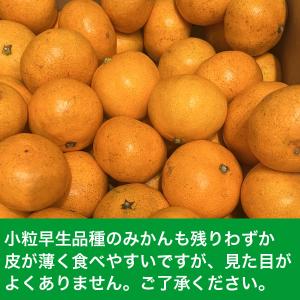 小粒三ケ日みかん 早生 4kgプラス1キロサー...の詳細画像1