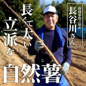 自然薯 静岡牧之原産 長谷川農園 自然薯 じね...の詳細画像1