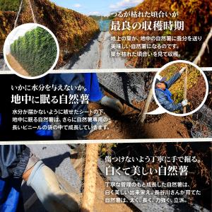 自然薯 静岡牧之原産 長谷川農園 自然薯 じね...の詳細画像4