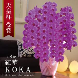 純国産 胡蝶蘭 花持ち長い 大輪 5本立ち 70輪〜【紅華(こうか)】濃いピンク スタンダード 長寿祝 お祝い 開業祝 移転祝 開店祝 就任祝 昇進祝 当選祝 贈り物