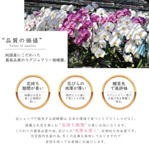 純国産 胡蝶蘭 花持ち長い 大輪 5本立ち 7...の詳細画像2