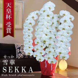 純国産 胡蝶蘭 花持ち長い 大輪 5本立ち 70輪〜【雪華(せっか)】白 スタンダード 長寿祝 お祝い 開業祝 移転祝 開店祝 就任祝 昇進祝 当選祝 ギフト 贈り物