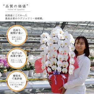 純国産 胡蝶蘭 花持ち長い 大輪 5本立ち 7...の詳細画像2