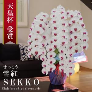 純国産 胡蝶蘭 花持ち長い 大輪 5本立ち 70輪〜【雪紅(せっこう)】白赤 スタンダード 長寿祝 お祝い 開業祝 移転祝 開店祝 就任祝 昇進祝 当選祝 贈り物