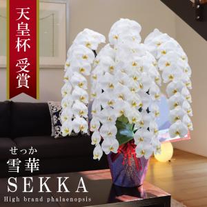 純国産 胡蝶蘭 花持ち長い 大輪 5本立ち 75輪〜【雪華(せっか)】白 プレミアム 長寿祝 お祝い 開業祝 移転祝 開店祝 就任祝 昇進祝 当選祝