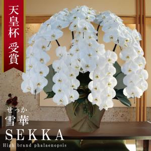 純国産 胡蝶蘭 花持ち長い 大輪 8本立ち 90輪〜【雪華(せっか)】白 プレミアム 長寿祝 お祝い 開業祝 移転祝 開店祝 就任祝 昇進祝 当選祝 ギフト 贈り物