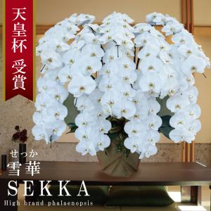 純国産 胡蝶蘭 花持ち長い 大輪 10本立ち 100輪〜【雪華(せっか)】白 プレミアム 長寿祝 お祝い 開業祝 移転祝 開店祝 就任祝 昇進祝 当選祝 ギフト 贈り物
