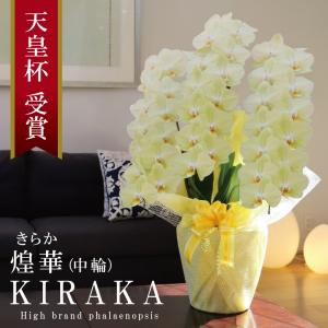 希少 純国産 胡蝶蘭 花持ち長い 中輪3本立ち ...の商品画像