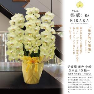 希少 純国産 胡蝶蘭 花持ち長い 中輪3本立ち...の詳細画像1