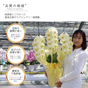 希少 純国産 胡蝶蘭 花持ち長い 中輪3本立ち...の詳細画像2