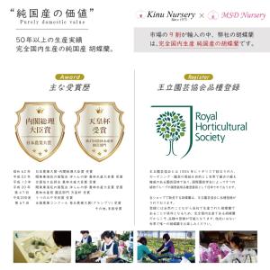 希少 純国産 胡蝶蘭 花持ち長い 中輪3本立ち...の詳細画像3