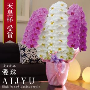 希少 純国産 胡蝶蘭 花持ち長い 大輪 5本立ち 70輪〜【愛珠(あいじゅ)】紅白MIX(黄色リップ) 縁起良い 長寿祝 開店祝 開業祝 移転祝 就任祝 昇進祝 当選祝