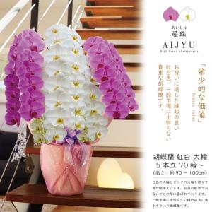 希少 純国産 胡蝶蘭 花持ち長い 大輪 5本立...の詳細画像1