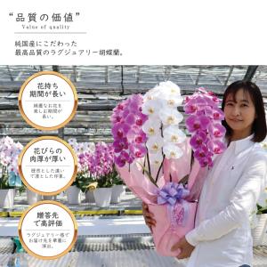 希少 純国産 胡蝶蘭 花持ち長い 大輪 5本立...の詳細画像2