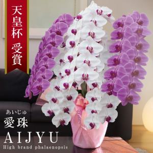 希少 純国産 胡蝶蘭 花持ち長い 大輪 5本立ち 70輪〜【愛珠(あいじゅ)】紅白MIX(赤色リップ) 縁起良い 長寿祝 開店祝 開業祝 移転祝 就任祝 昇進祝 当選祝