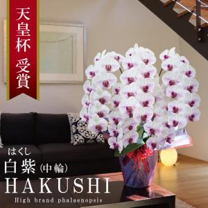 純国産 胡蝶蘭 花持ち長い 中輪 5本立ち 55輪〜【白紫(はくし）】白の花に紫ストライプ 二度咲き お祝い 移転祝 開業祝 新築祝 就任祝 開店祝 お悔やみ