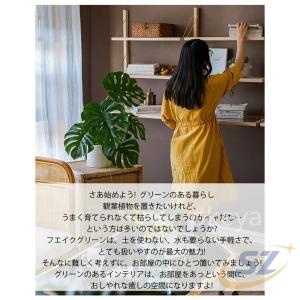 モンステラ インテリア モンステラツリー リビ...の詳細画像4