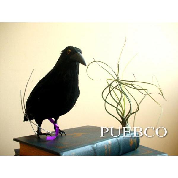 ★PUEBCO Crow S280　リアルなカラスオブジェ　置物　鳥　黒雑貨通販　ハロウィンに【RC...