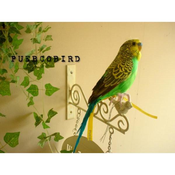 ★PUEBCO（プエブコ） Budgie　GREEN　セキセイインコ　販売カラーグリーン雑貨グッズ通...