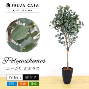 フェイクグリーン 大型 約170cm 人工観葉植物 光触媒加工 造花 ユーカリ ポポラス 鉢付き 消臭 抗菌 インテリアグリーン 送料無料｜SELVA CASA