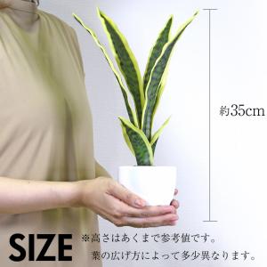 フェイクグリーン 小型 約35cm 人工観葉植...の詳細画像5