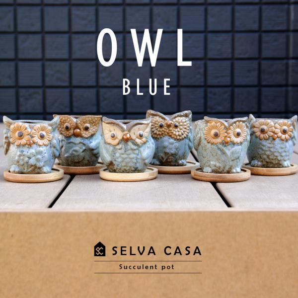 多肉植物鉢 OWL blue オウルブルー 6点セット フクロウポット 竹製受け 皿付多肉 ふくろう...