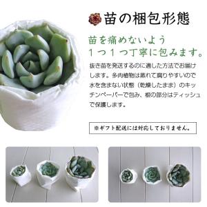 多肉植物 韓国苗10個セット 届いてからのお楽...の詳細画像4