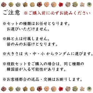 多肉植物 韓国苗10個セット 届いてからのお楽...の詳細画像5