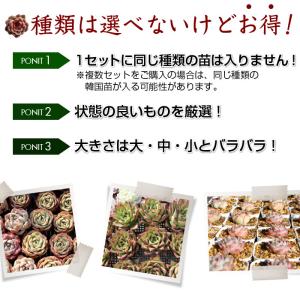 多肉植物 韓国苗3個セット 届いてからのお楽し...の詳細画像1