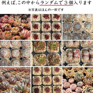多肉植物 韓国苗3個セット 届いてからのお楽し...の詳細画像2