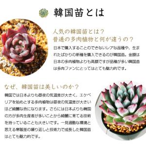 多肉植物 韓国苗3個セット 届いてからのお楽し...の詳細画像3