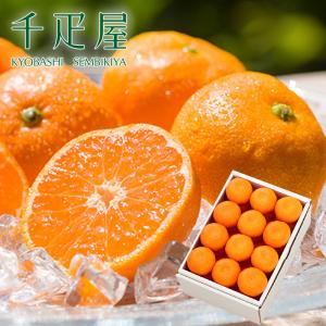 鹿児島 サワーポメロ 大玉 10〜12玉 8kg いちき串木野 みかん ミカン