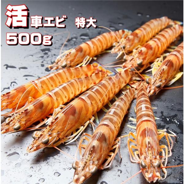 熊本天草産 車海老 お刺身用 養殖 【特大】500g(12~14尾前後） 丸山水産 お歳暮 贈答品 ...