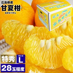 甘夏柑 特秀 10kg箱満杯詰め Lサイズ 28玉程度 広島県産 柑橘 あまなつ 夏みかん 冷蔵便 同梱不可 指定日不可