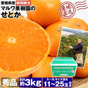 せとか 3kg 愛媛県産 秀品 高級 柑橘 11〜25玉程度 S〜3Lサイズ混合 マルワ果樹園 産地直送 蜜柑 みかん ミカン フルーツ 果物 常温便