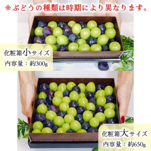 ぶどう フルーツギフト きらめきギフト 650...の詳細画像4