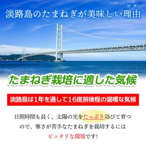 TVで特集された淡路の玉ねぎ 5kg 玉ねぎ ...の詳細画像3