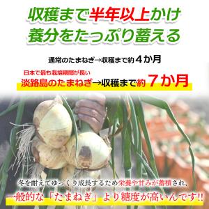TVで特集された淡路の玉ねぎ 5kg 玉ねぎ ...の詳細画像5