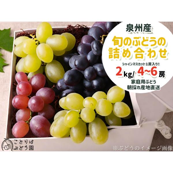 【予約販売】泉州産 旬のぶどう詰め合わせセット２kg4~6房　シャインマスカット入り