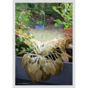 ヒョクオ(HYUKOH) / 22｜韓国 K-POP CD｜L200001117 : 創業23周年 韓国