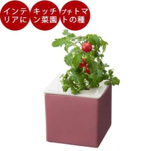 水耕栽培 心知菜園  (ピンク：プチトマトの種付き) 水耕栽培キット 野菜 花 イチゴ 液体 肥料 ...
