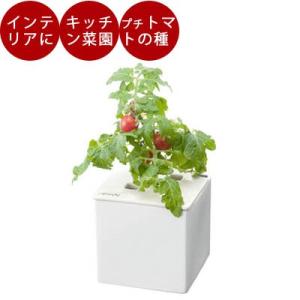 水耕栽培 心知菜園  (ホワイト：プチトマトの種付き)  水耕栽培キット 野菜 花 イチゴ 液体 肥...