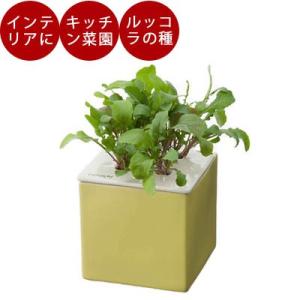 水耕栽培 心知菜園  (イエロー：ルッコラの種付き)  水耕栽培キット 野菜 花 イチゴ 液体 肥料...