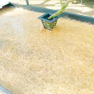 液肥 ハイポニカ液体肥料 500ml (A液・...の詳細画像3