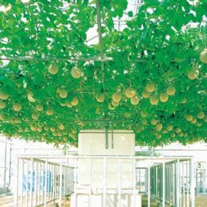 液肥 ハイポニカ液体肥料 500ml (A液・...の詳細画像5